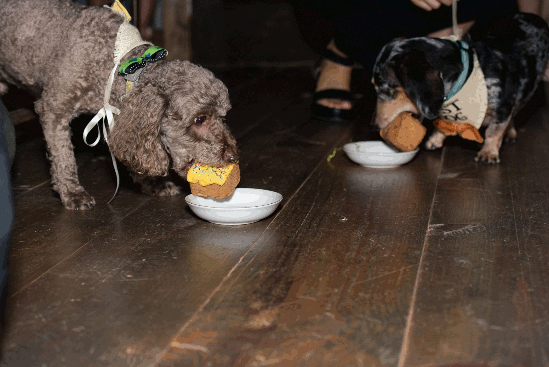 Dog-approved!