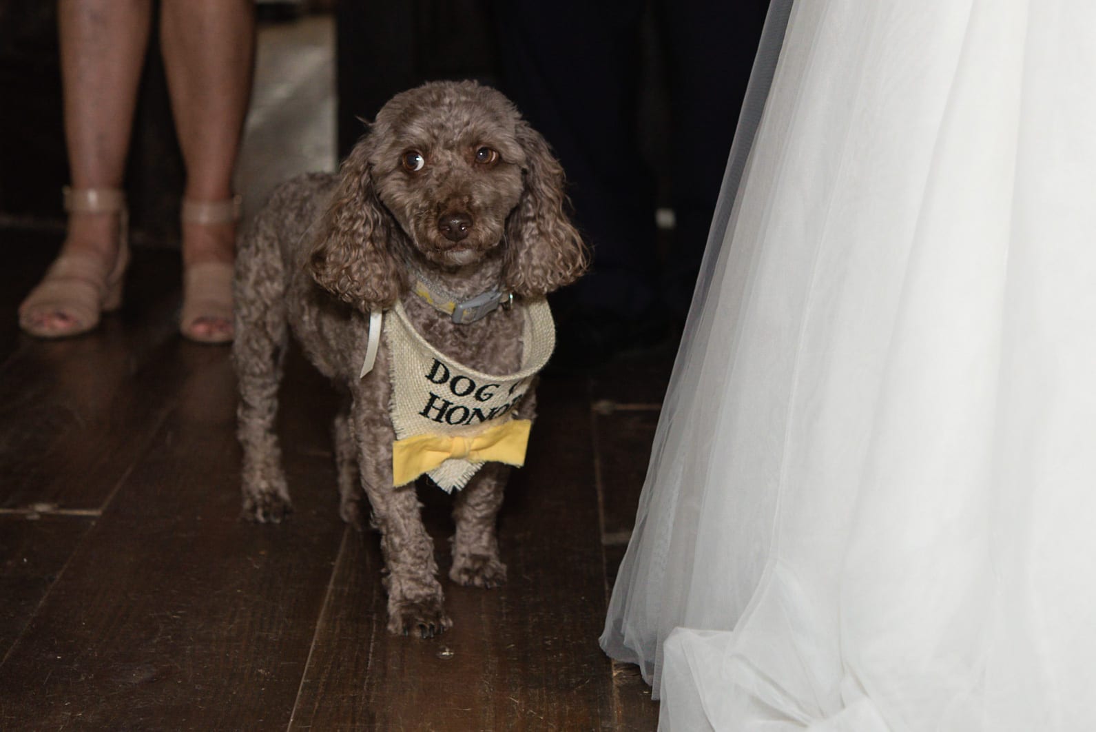 Dog of Honor