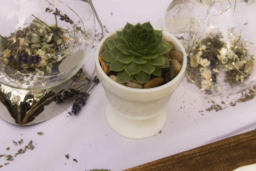 Succulents