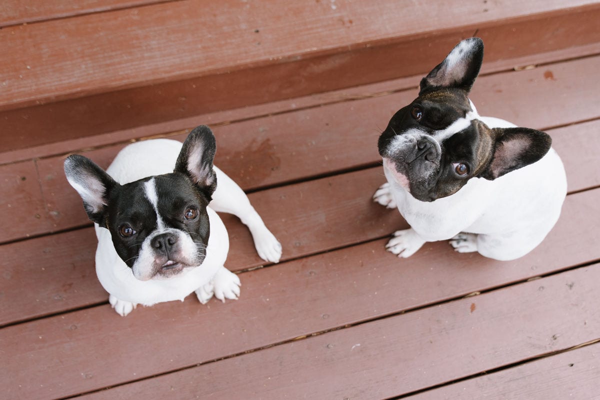 Pups!