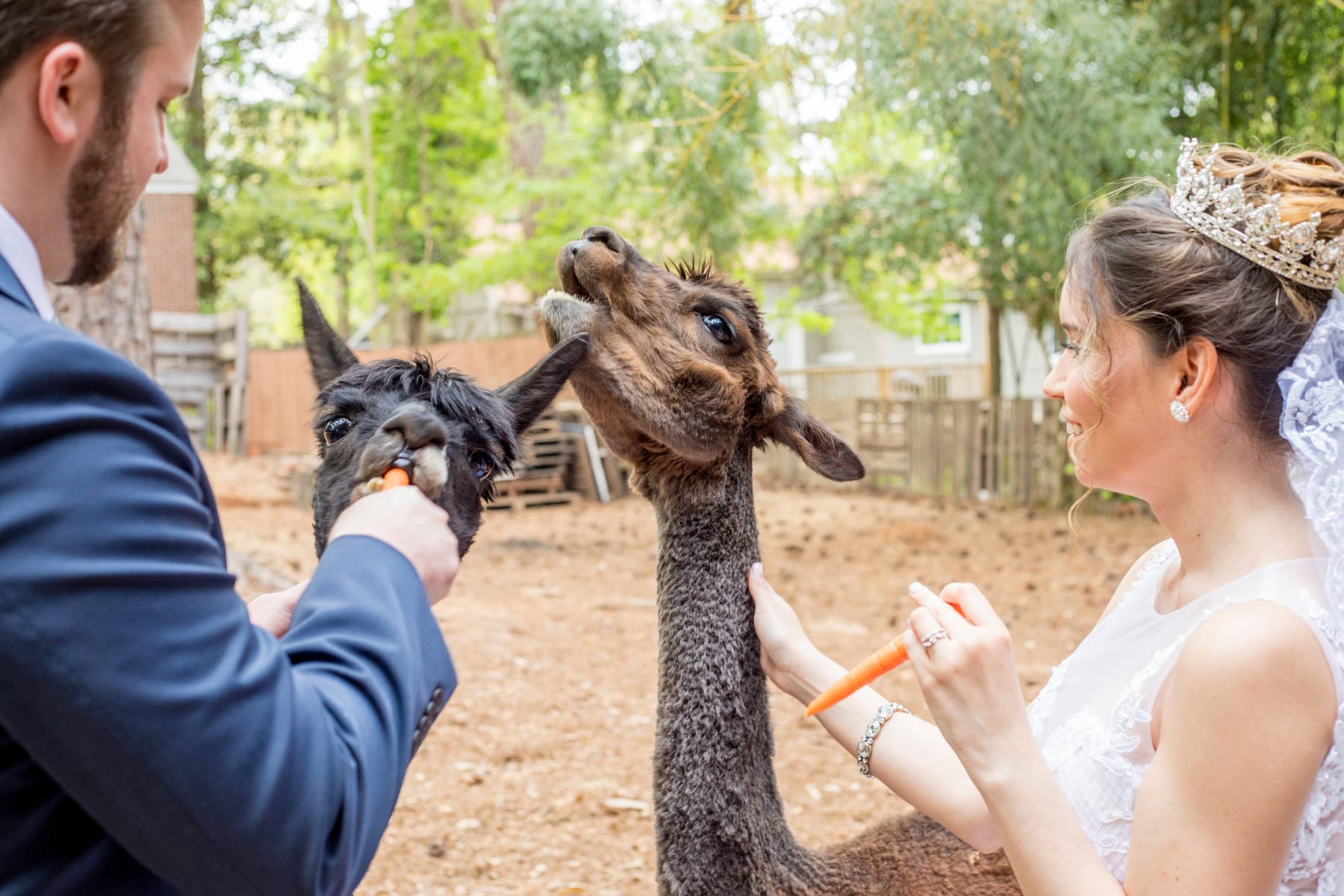 AlpacaNatureWedding21